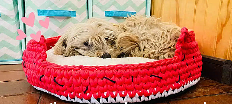 Watermelon Dog Bed 🐾